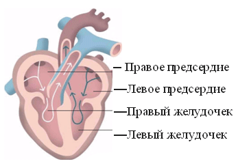 нарушения сердечного ритма