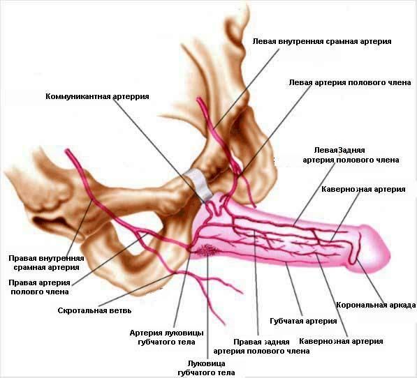 Причины эректильной дисфункции