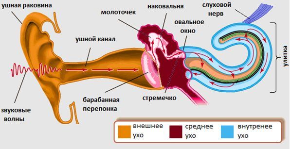 Как устроено наше ухо