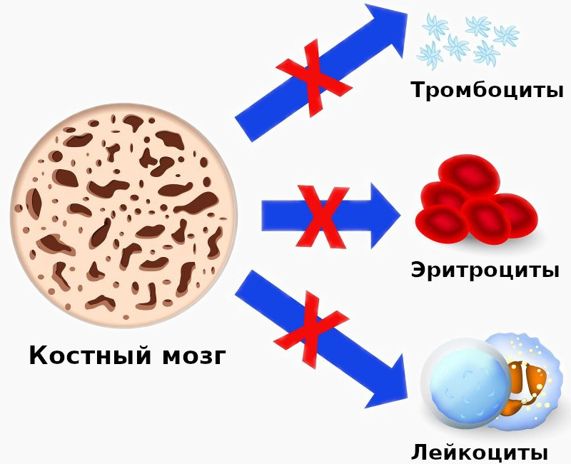 Костный мозг жидкость