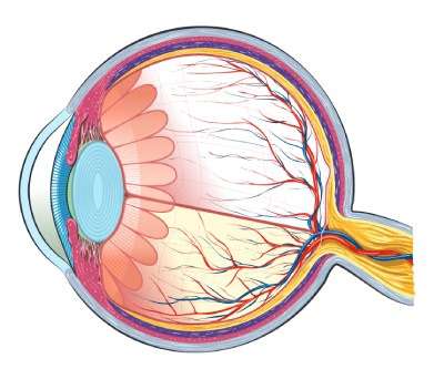 Дисцизия вторичной катаракты