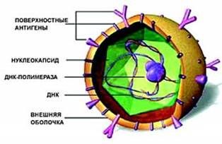 Вирус гепатита B (частица Дейна)