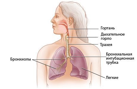 Строение органов дыхания