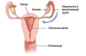 Матка перед наступлением месячных