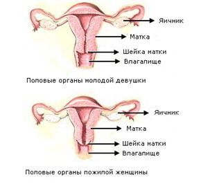 Половые органы в молодом и пожилом возрастах