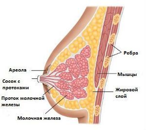 Строение молочной железы