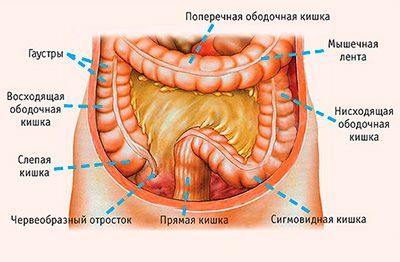 Рак Толстой Кишки Фото Рак Толстой Кишки Фото