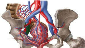 Варикозная болезнь таза