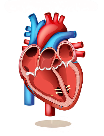 Эндоваскулярное закрытие дефекта перегородки сердца с помощью окклюдера (I категория сложности)	 в клинике ЦЭЛТ в Москве